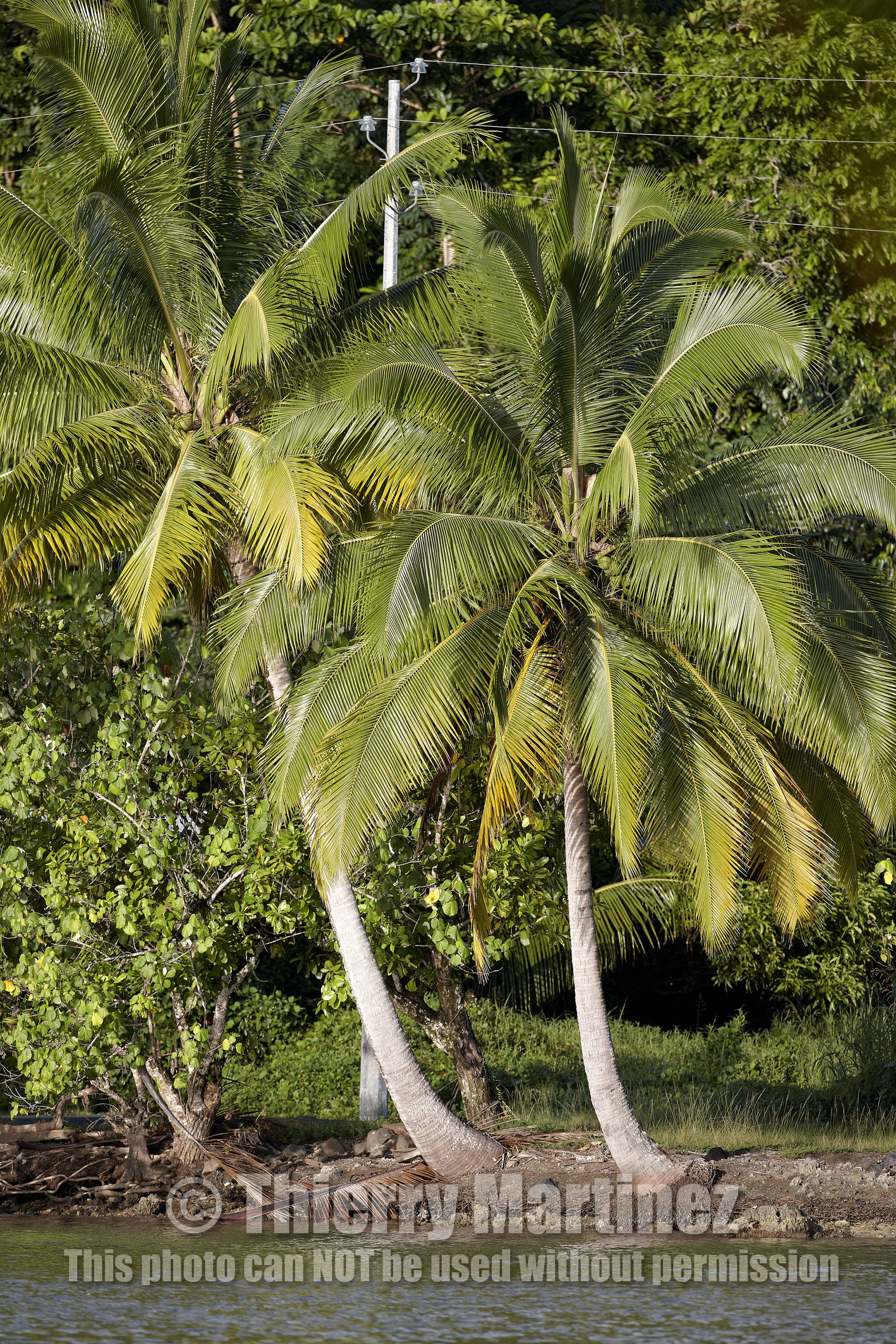 15_023796  ©ThMartinez Sea&Co.  RAIATEA - ILES SOUS LE VENT. POLYNESIE FRANCAISE .  2 Février 2015. ..