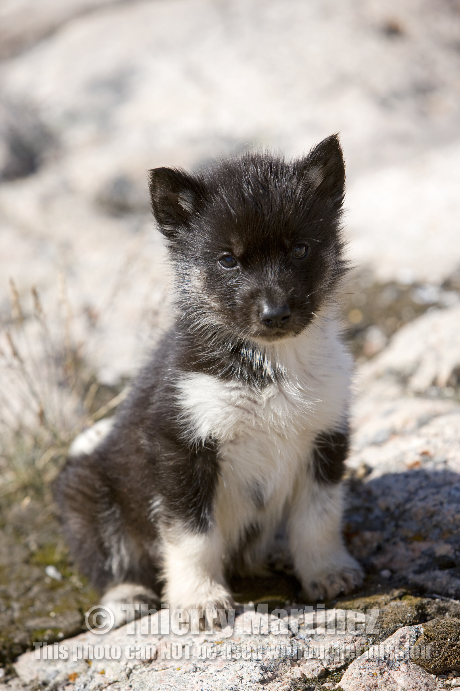 Schooner LA LOUISE sailing on west coast of Greenland.