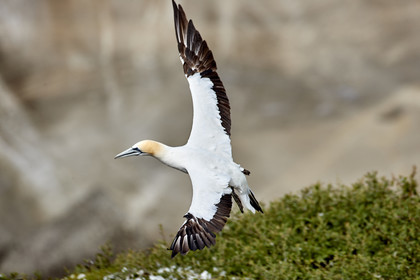 18_029082  ©ThMartinez Sea&Co.  MURIWAI BEACH - NORTH ISLAND. NEW ZEALAND . 11 March  2018. .Gannet ..