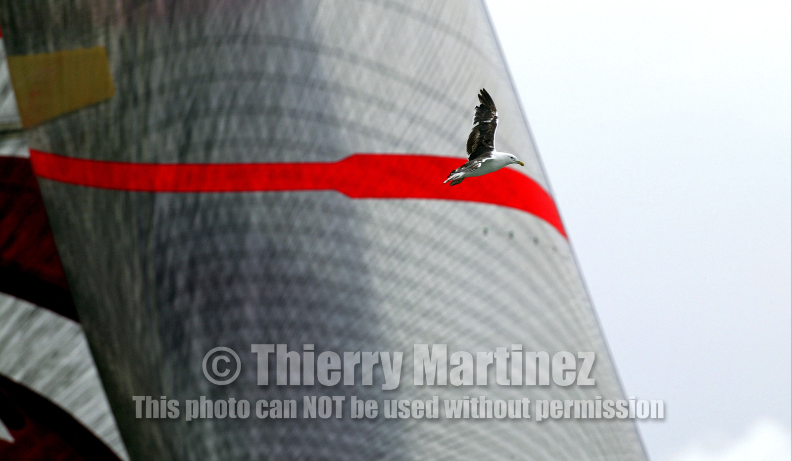 03_1112D © Th.Martinez    Alinghi Team. Auckland   New Zealand. 28th February 2003 America's Cup 2003. Day 4,Race cancelled , Alinghi (SUI64) vs Team New Zealand (NZL82). .a close supporter of Alinghi Team