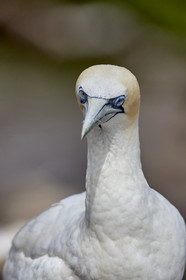 18_029531  ©ThMartinez Sea&Co.  MURIWAI BEACH - NORTH ISLAND. NEW ZEALAND . 11 March  2018. .Gannet ..