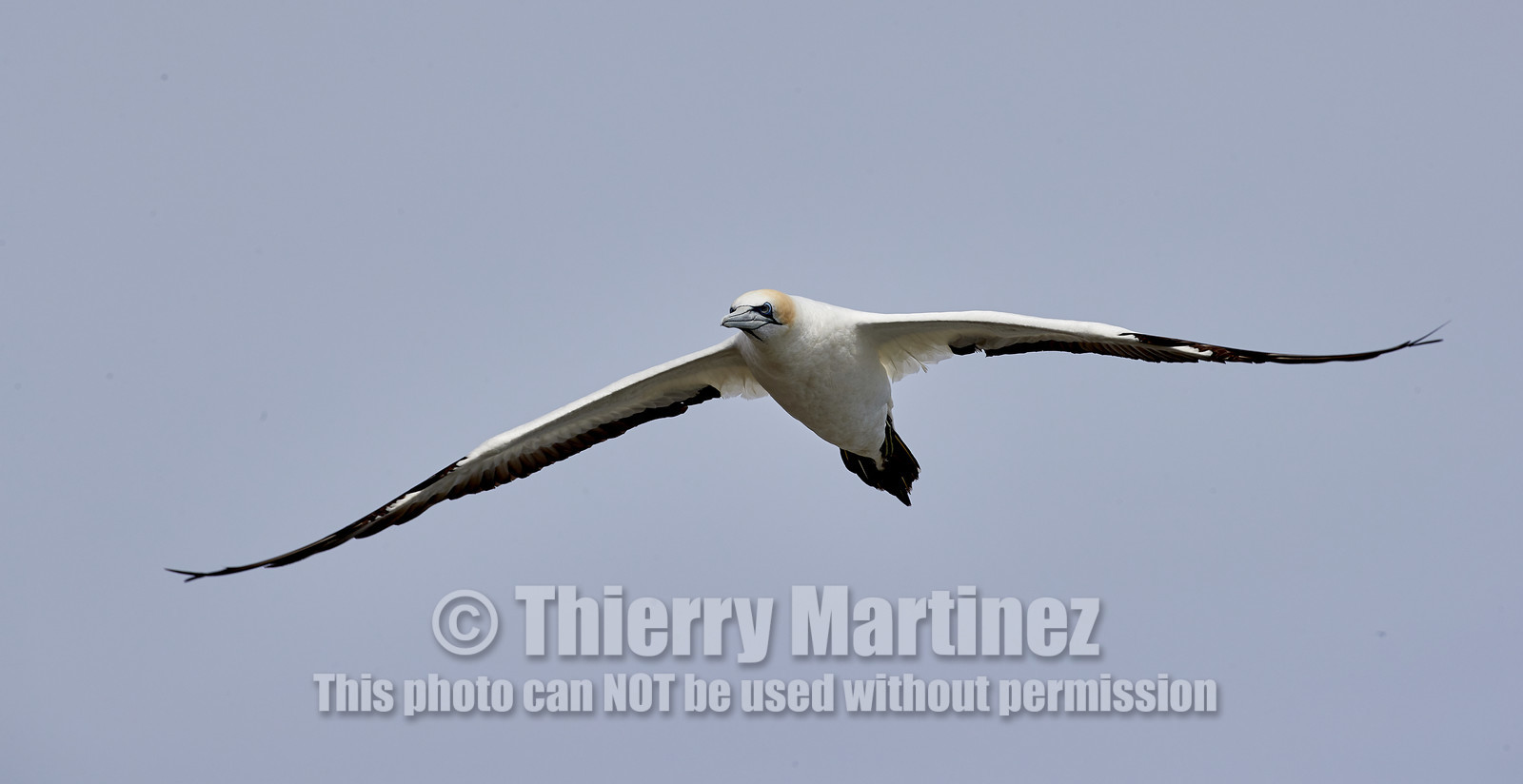 18_029782  ©ThMartinez Sea&Co.  MURIWAI BEACH - NORTH ISLAND. NEW ZEALAND . 11 March  2018. .Gannet ..