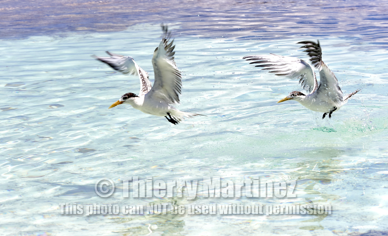 THM-18_040877_FAKARAVA