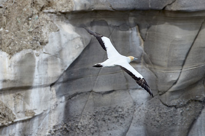 18_029055  ©ThMartinez Sea&Co.  MURIWAI BEACH - NORTH ISLAND. NEW ZEALAND . 11 March  2018. .Gannet ..