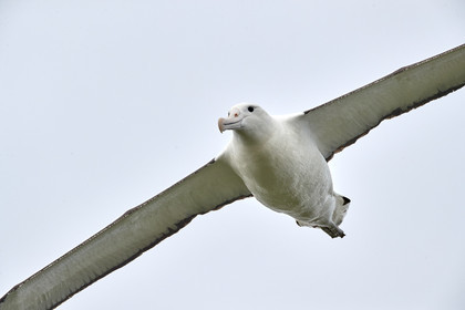 18_025222-Royal Alabtros