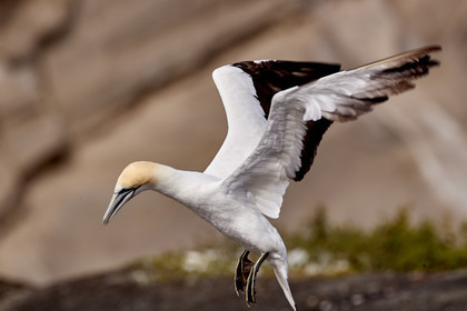 18_029328  ©ThMartinez Sea&Co.  MURIWAI BEACH - NORTH ISLAND. NEW ZEALAND . 11 March  2018. .Gannet ..