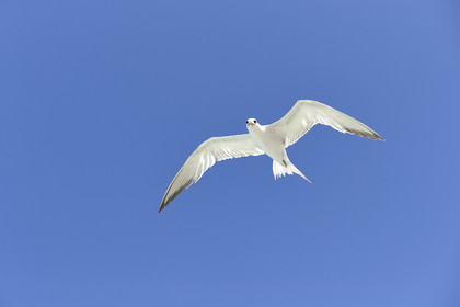 THM-18_041126_FAKARAVA