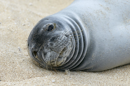 13_23492 Hawaiian Monk Seal
