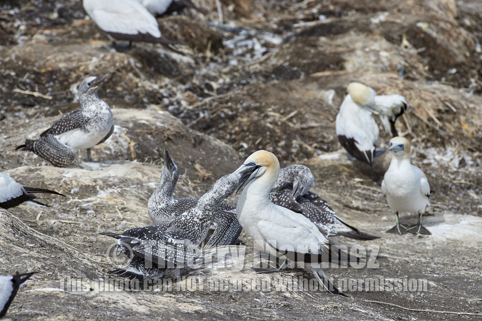 18_029482  ©ThMartinez Sea&Co.  MURIWAI BEACH - NORTH ISLAND. NEW ZEALAND . 11 March  2018. .Gannet ..