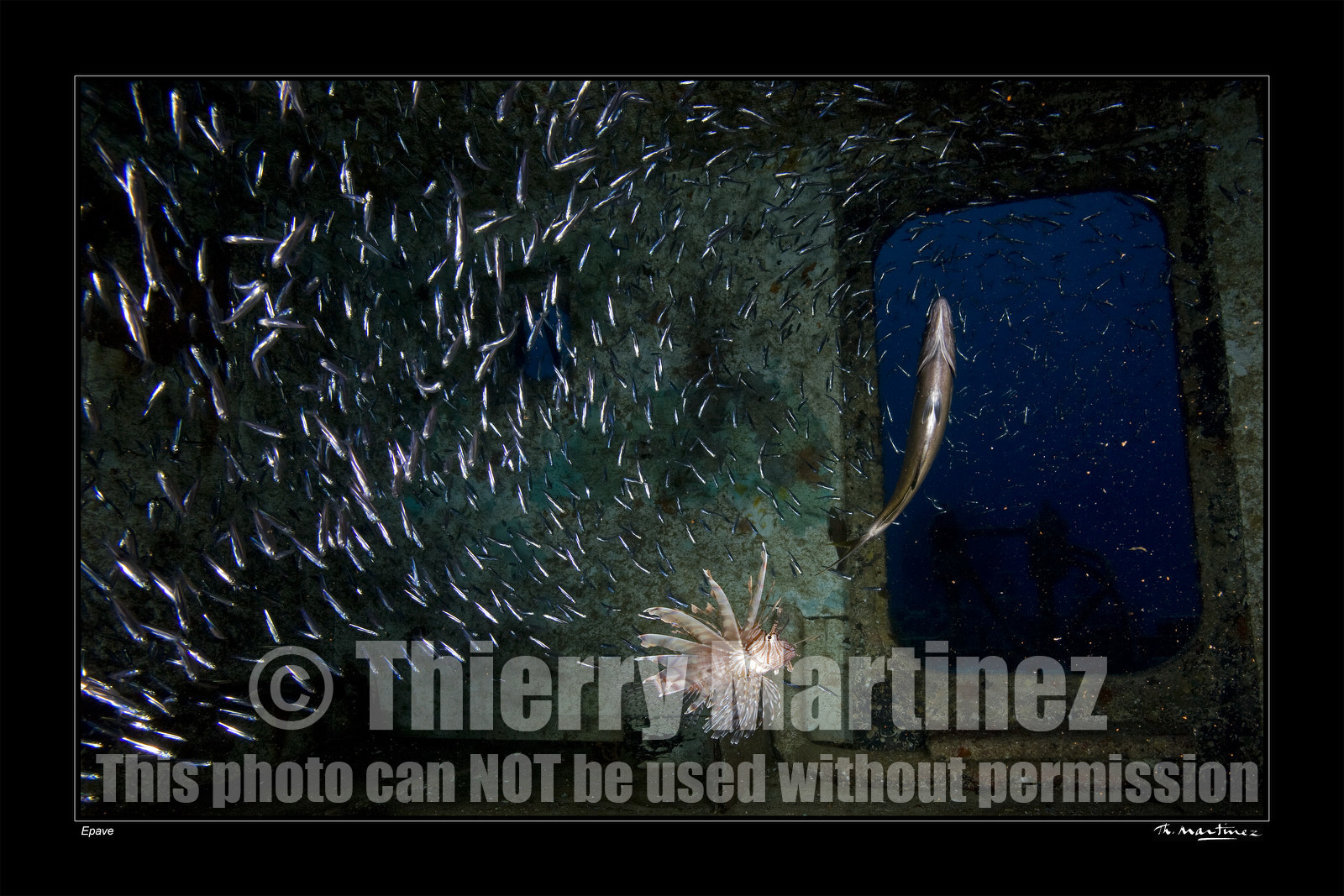 Photo disponible en tirage photo Fine Art,tirage original limités à 30 exemplaires.Chaque tirage est numéroté avec certificat d’authenticité signé.Pour choisir le format et support merci d'utiliser le caddie à coté de la photo.Formats disponibles : Tirage sur papier ( tirage seul) :  30x45 cm   40x60 cm  60x90 cm. Vous pouvez choisir le tirage avec un fond blanc ou noir , à votre convenance. Tirage sur papier contrecollé sur Dibond ( pas de bord blanc ou noir autour de l'image), avec système d'attache au dos:  30x45 cm   40x60 cm  50x75 cm  80x120cm.Tirage sur toile ( Canvas) monté sur chassis bois (pas de bord blanc ou noir autour de l'image), avec système d'attache au dos :  50x75 cm  80x120cm.Expédition ( Dans le monde entier): Colissimo (assurance) avec signature à réception. 48h pour la France métropolitaine.Il est possible de récupérer les tirages à La Galerie du Golfe (sans frais d'expèdition).Conditionnement tirages seuls: tube cylindrique renforcé + boite.