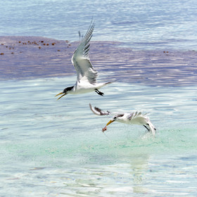 THM-18_040982_FAKARAVA