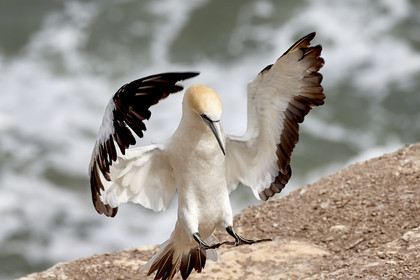 18_029164  ©ThMartinez Sea&Co.  MURIWAI BEACH - NORTH ISLAND. NEW ZEALAND . 11 March  2018. .Gannet ..