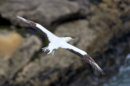 18_029433  ©ThMartinez Sea&Co.  MURIWAI BEACH - NORTH ISLAND. NEW ZEALAND . 11 March  2018. .Gannet ..