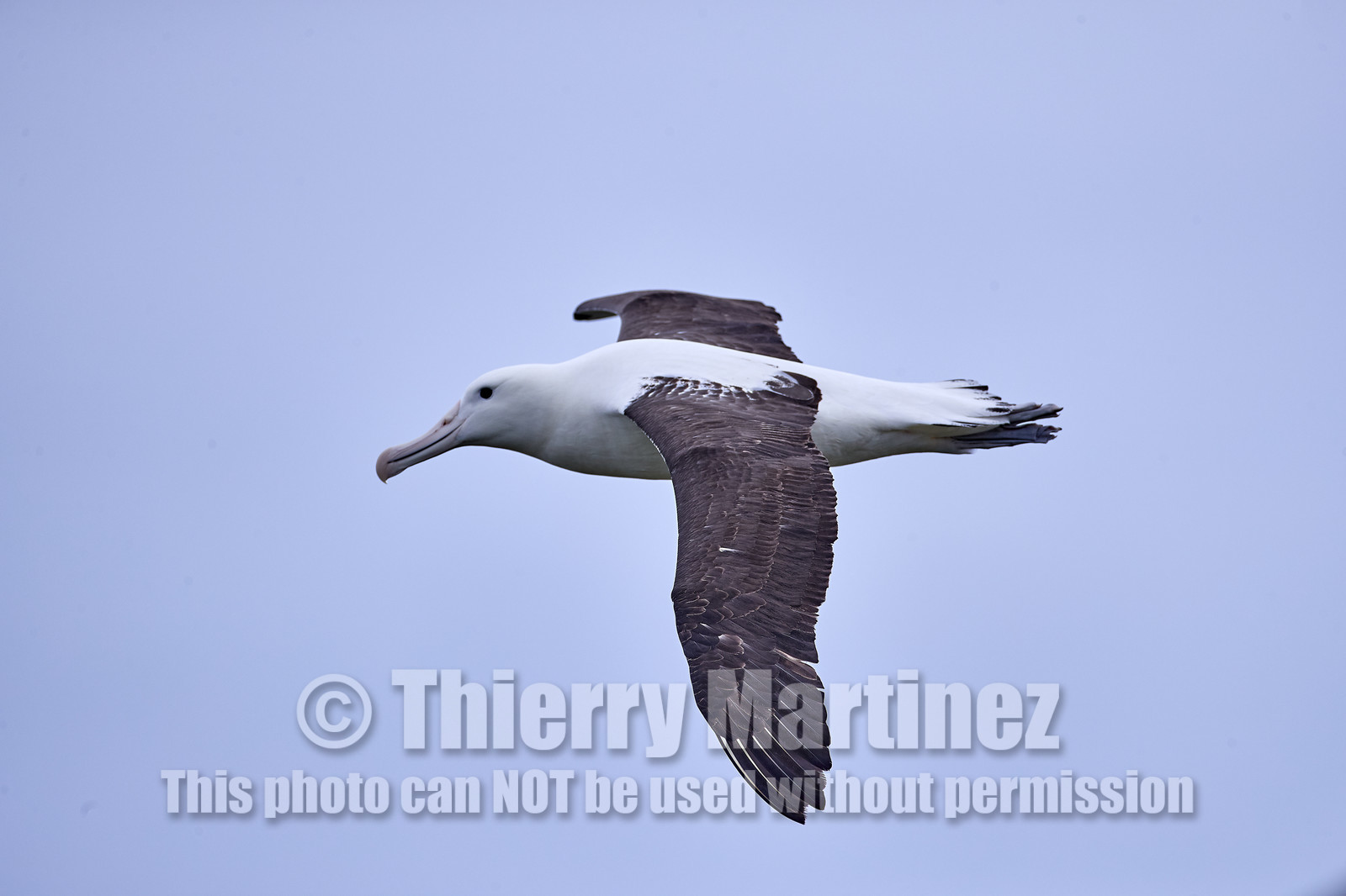 18_025452-Royal Alabtros