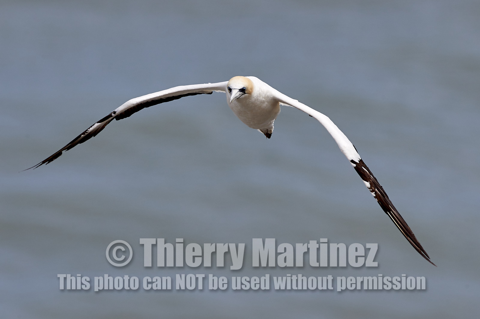 18_029379  ©ThMartinez Sea&Co.  MURIWAI BEACH - NORTH ISLAND. NEW ZEALAND . 11 March  2018. .Gannet ..