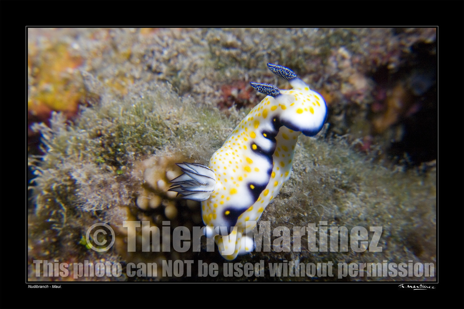 07_01193-nudibranch fond noir-.jpg