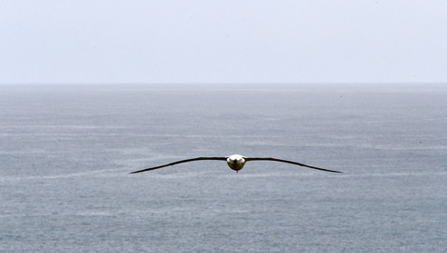 18_026558-Royal Alabtros