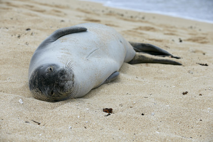 13_23467 Hawaiian Monk Seal
