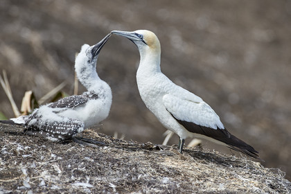 18_029949  ©ThMartinez Sea&Co.  MURIWAI BEACH - NORTH ISLAND. NEW ZEALAND . 11 March  2018. .Gannet ..