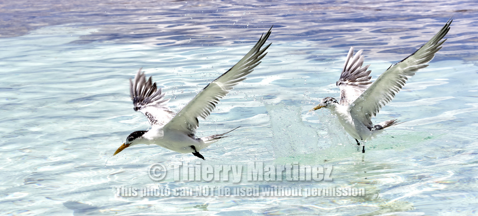 THM-18_040876_FAKARAVA