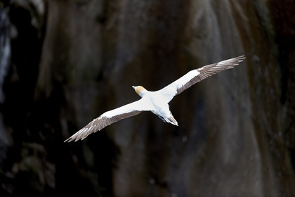 18_030194  ©ThMartinez Sea&Co.  MURIWAI BEACH - NORTH ISLAND. NEW ZEALAND . 11 March  2018. .Gannet ..
