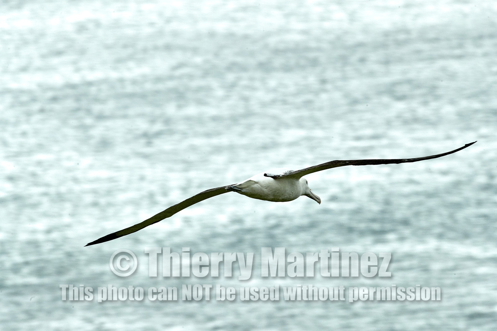 18_025576-Royal Alabtros