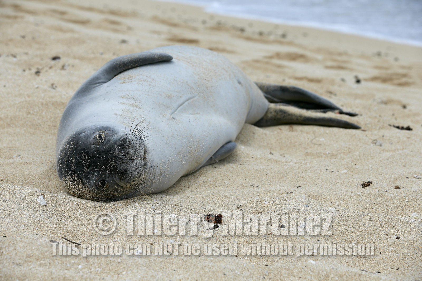 13_23467 Hawaiian Monk Seal