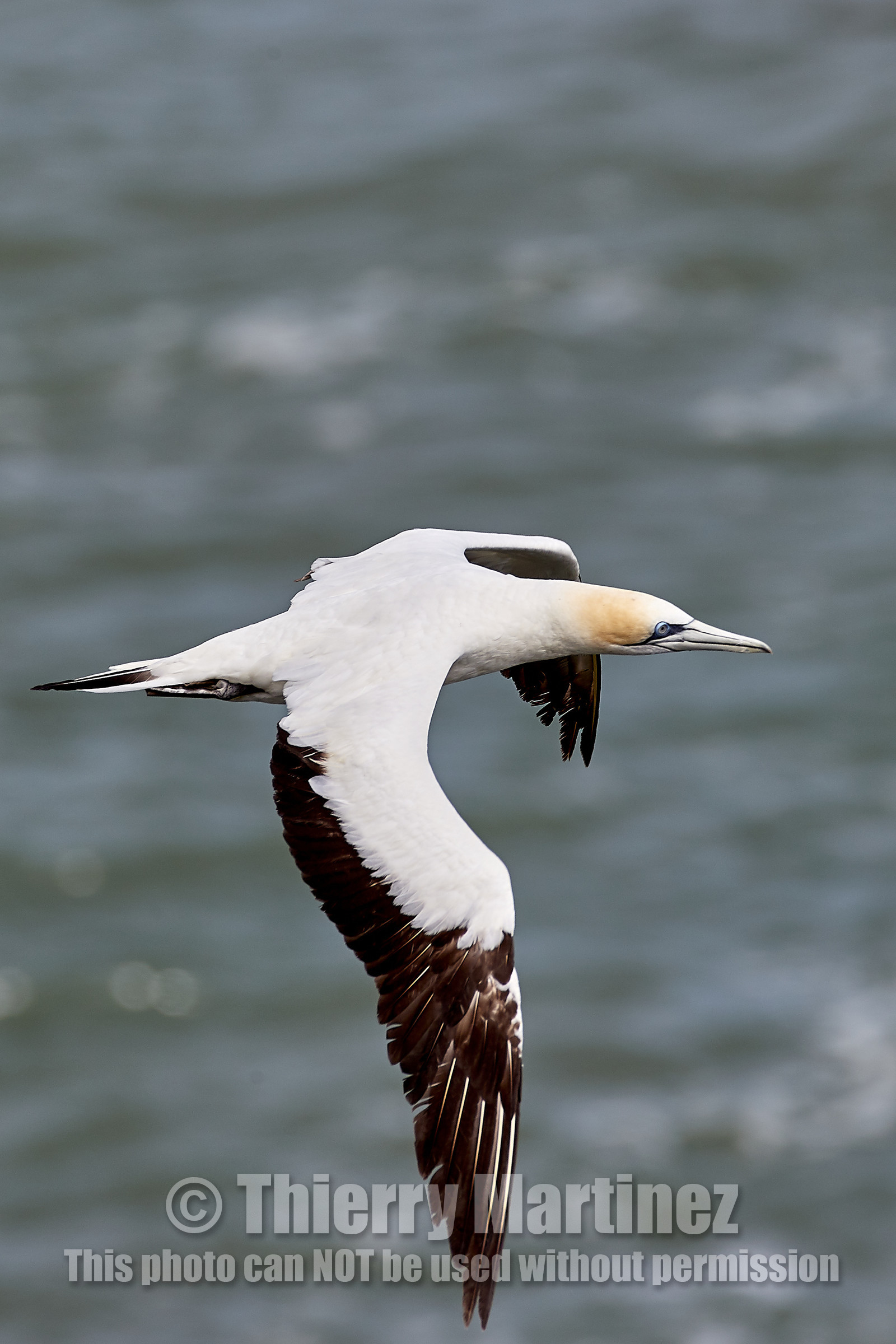 18_029423  ©ThMartinez Sea&Co.  MURIWAI BEACH - NORTH ISLAND. NEW ZEALAND . 11 March  2018. .Gannet ..