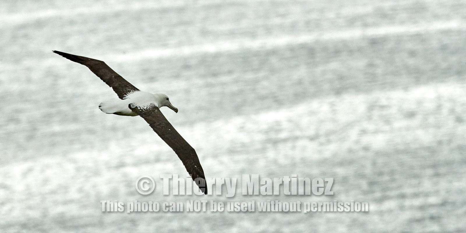 18_025733-Royal Alabtros