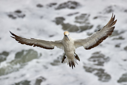 18_029110  ©ThMartinez Sea&Co.  MURIWAI BEACH - NORTH ISLAND. NEW ZEALAND . 11 March  2018. .Gannet ..
