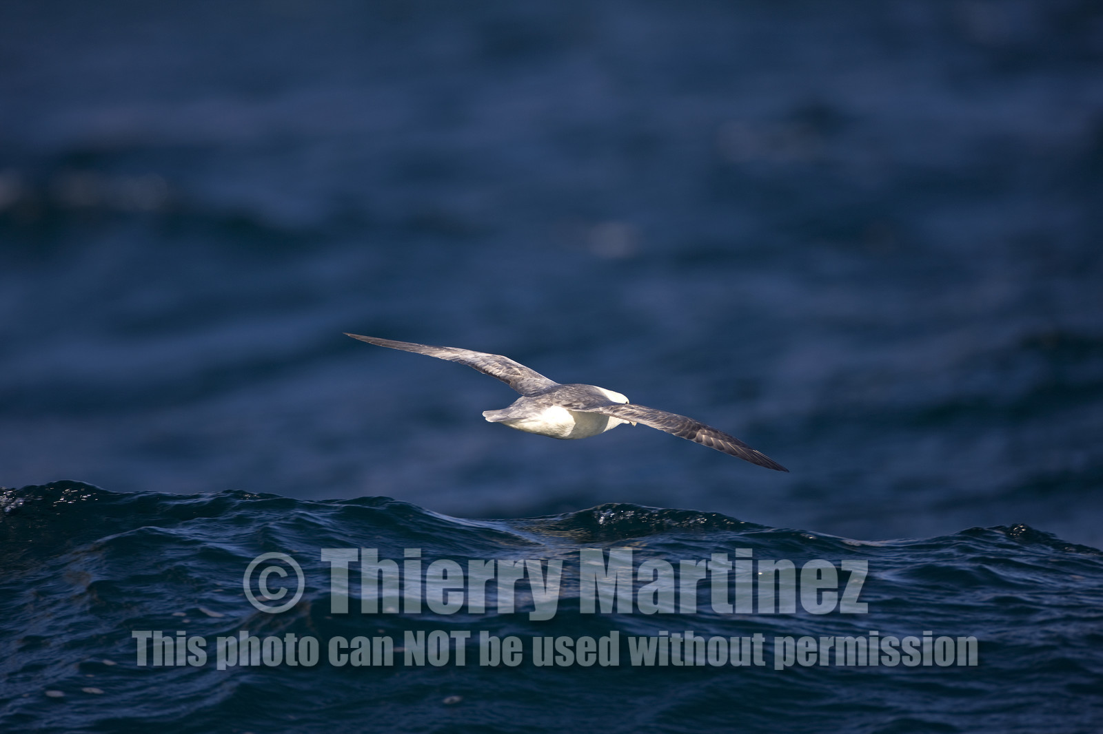 Schooner LA LOUISE sailing on west coast of Greenland.