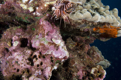 Diving in Maui - Hawaii.