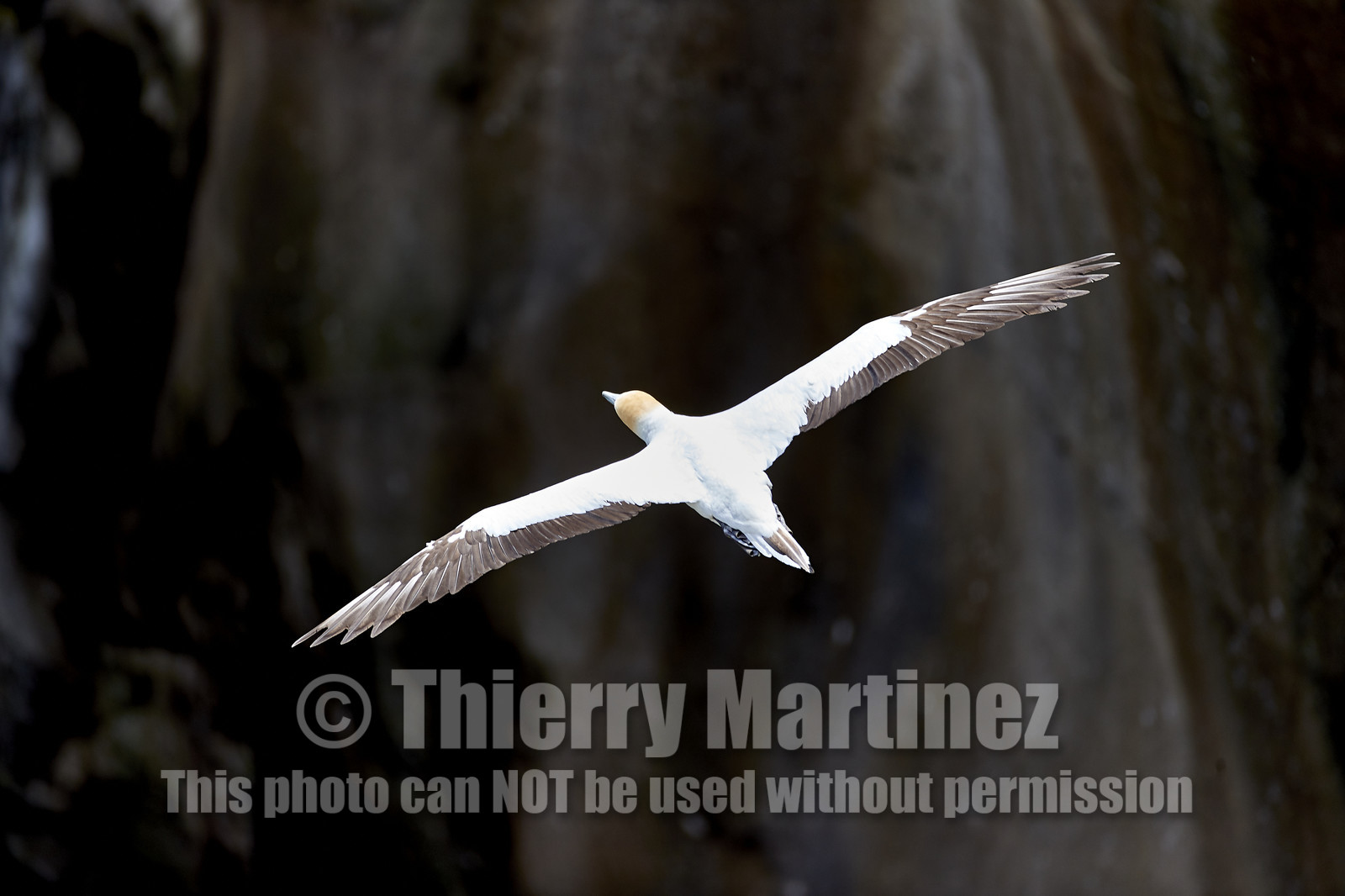 18_030194  ©ThMartinez Sea&Co.  MURIWAI BEACH - NORTH ISLAND. NEW ZEALAND . 11 March  2018. .Gannet ..