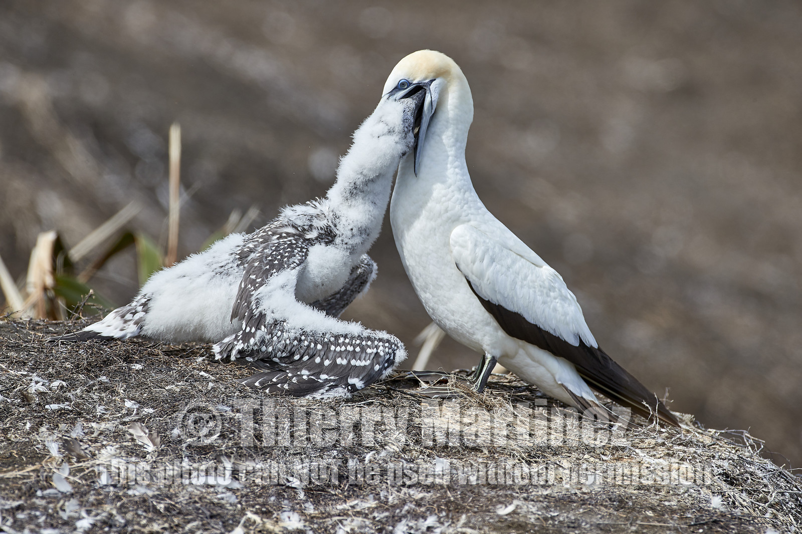 18_030109  ©ThMartinez Sea&Co.  MURIWAI BEACH - NORTH ISLAND. NEW ZEALAND . 11 March  2018. .Gannet ..