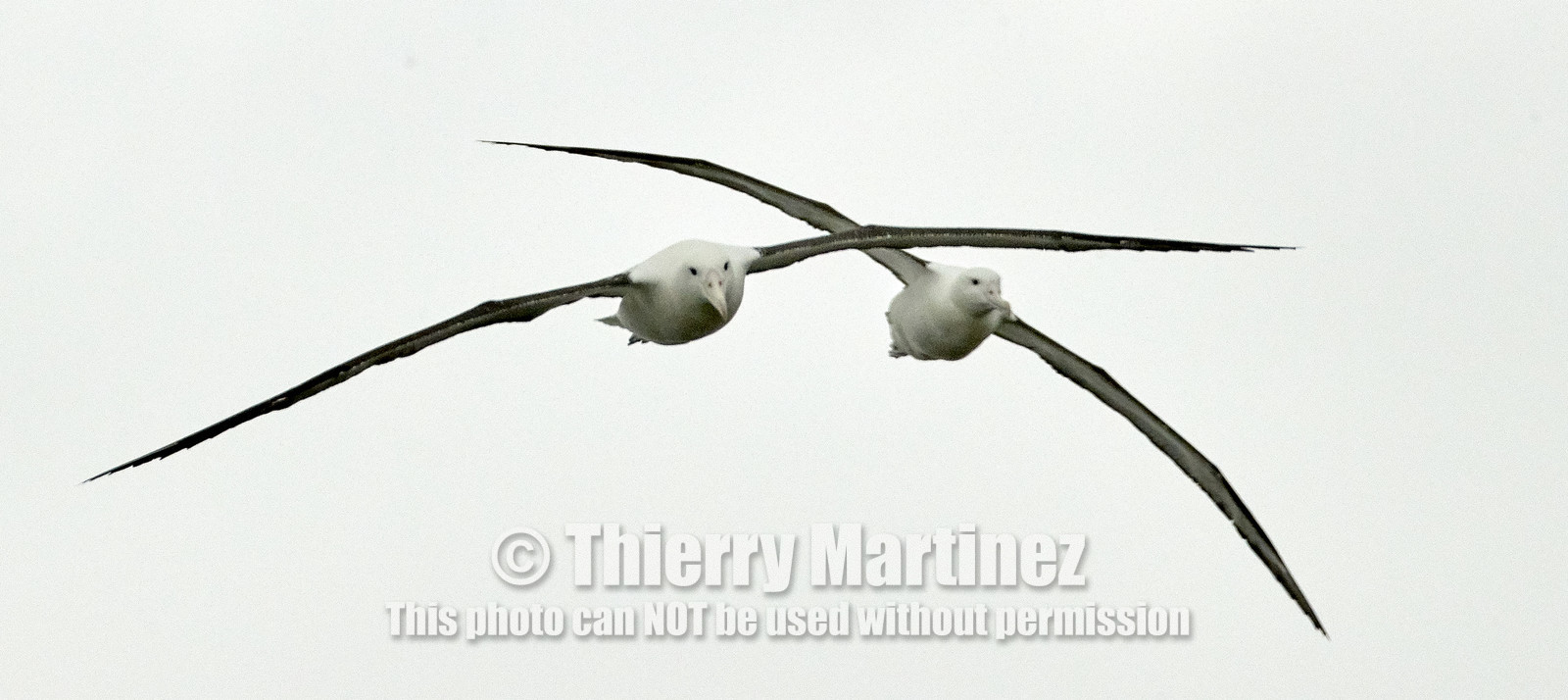 18_025707-Royal Alabtros