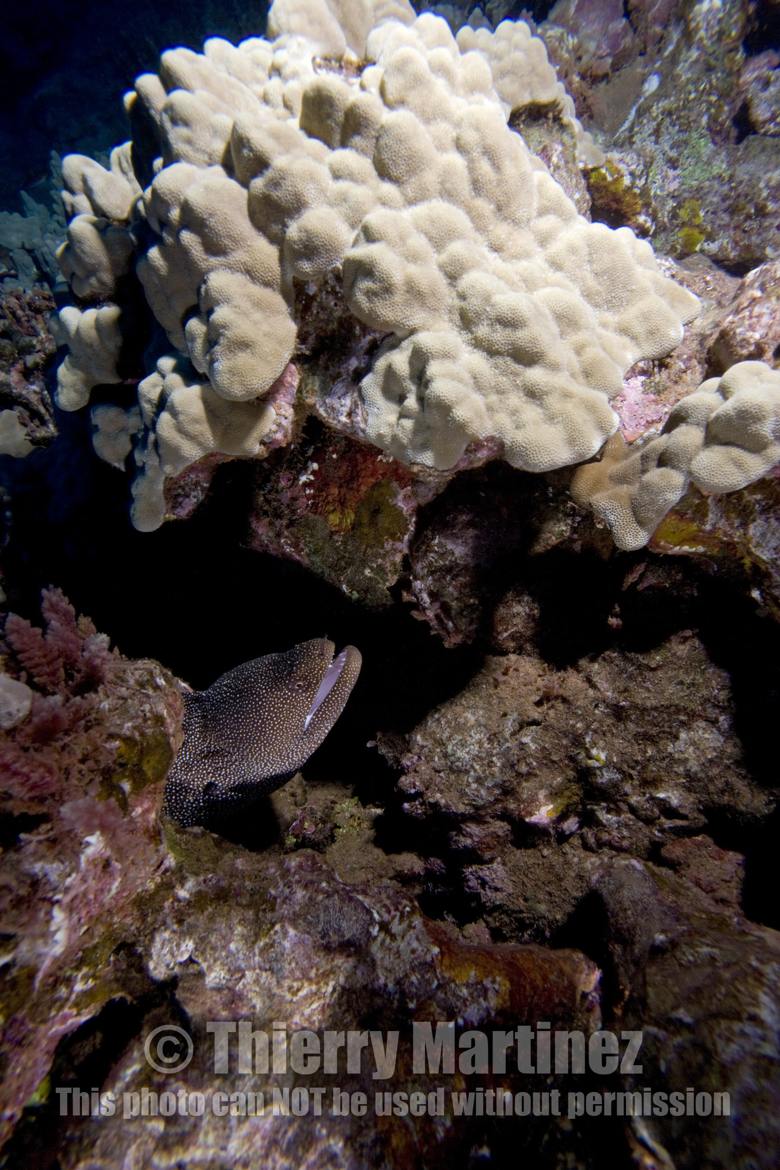 Diving in Lanai- Hawaii.