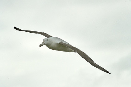 18_025664-Royal Alabtros