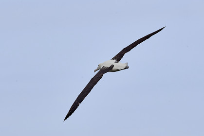 18_025399-Royal Alabtros