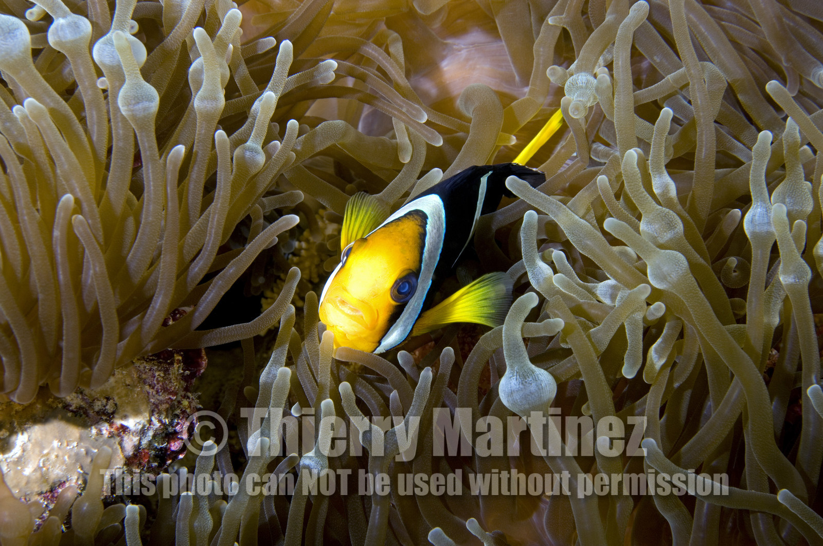 Diving In Maldives Feb March 2007.