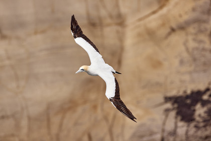 18_029305  ©ThMartinez Sea&Co.  MURIWAI BEACH - NORTH ISLAND. NEW ZEALAND . 11 March  2018. .Gannet ..