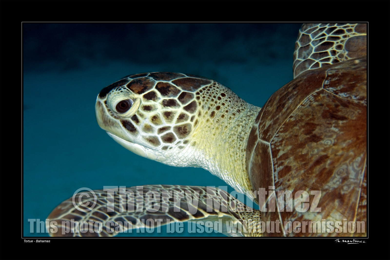06_20121-tortue-bahamas-fond noir-.jpg