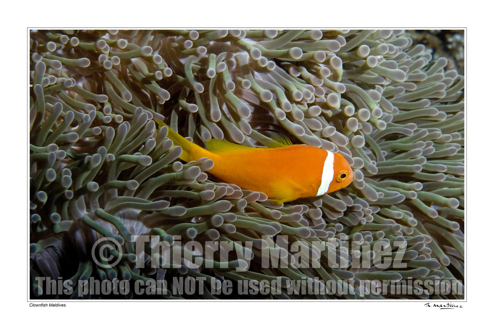 07_04536-clownfish fond blanc-.jpg