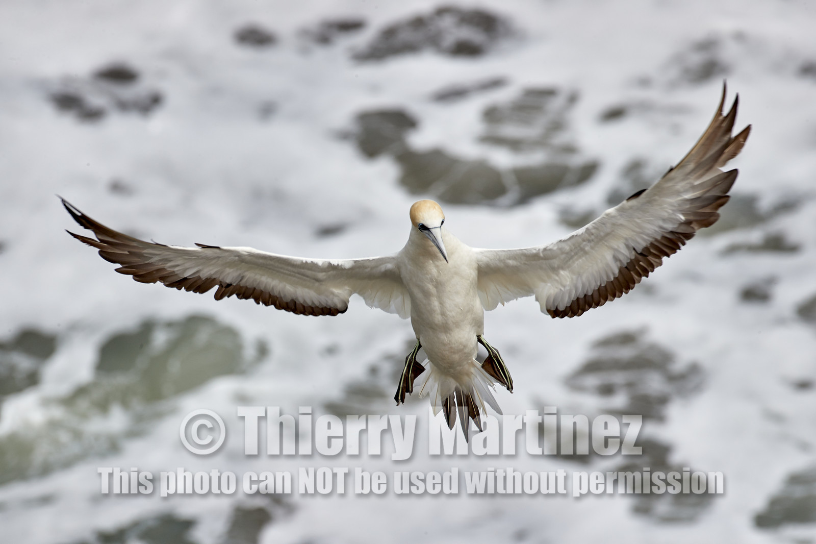 18_029110  ©ThMartinez Sea&Co.  MURIWAI BEACH - NORTH ISLAND. NEW ZEALAND . 11 March  2018. .Gannet ..