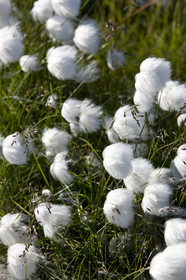 Schooner LA LOUISE sailing on west coast of Greenland.