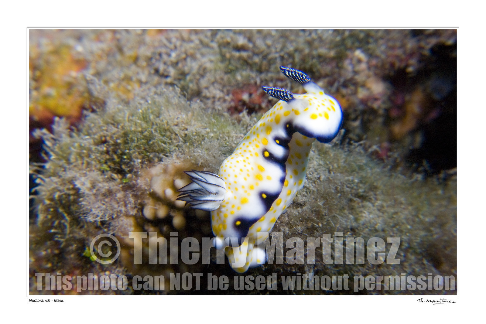 Photo disponible en tirage photo Fine Art,tirage original limités à 30 exemplaires.Chaque tirage est numéroté avec certificat d’authenticité signé.Pour choisir le format et support merci d'utiliser le caddie à coté de la photo.Formats disponibles : Tirage sur papier ( tirage seul) :  30x45 cm   40x60 cm  60x90 cm. Vous pouvez choisir le tirage avec un fond blanc ou noir , à votre convenance. Tirage sur papier contrecollé sur Dibond ( pas de bord blanc ou noir autour de l'image), avec système d'attache au dos:  30x45 cm   40x60 cm  50x75 cm  80x120cm.Tirage sur toile ( Canvas) monté sur chassis bois (pas de bord blanc ou noir autour de l'image), avec système d'attache au dos :  50x75 cm  80x120cm.Expédition ( Dans le monde entier): Colissimo (assurance) avec signature à réception. 48h pour la France métropolitaine.Il est possible de récupérer les tirages à La Galerie du Golfe (sans frais d'expèdition).Conditionnement tirages seuls: tube cylindrique renforcé + boite.