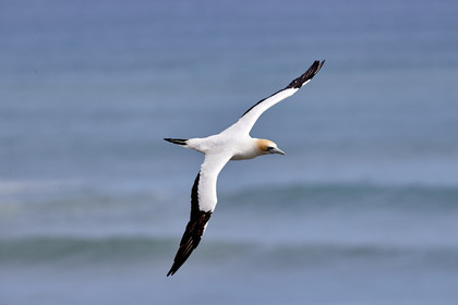 18_029265  ©ThMartinez Sea&Co.  MURIWAI BEACH - NORTH ISLAND. NEW ZEALAND . 11 March  2018. .Gannet ..