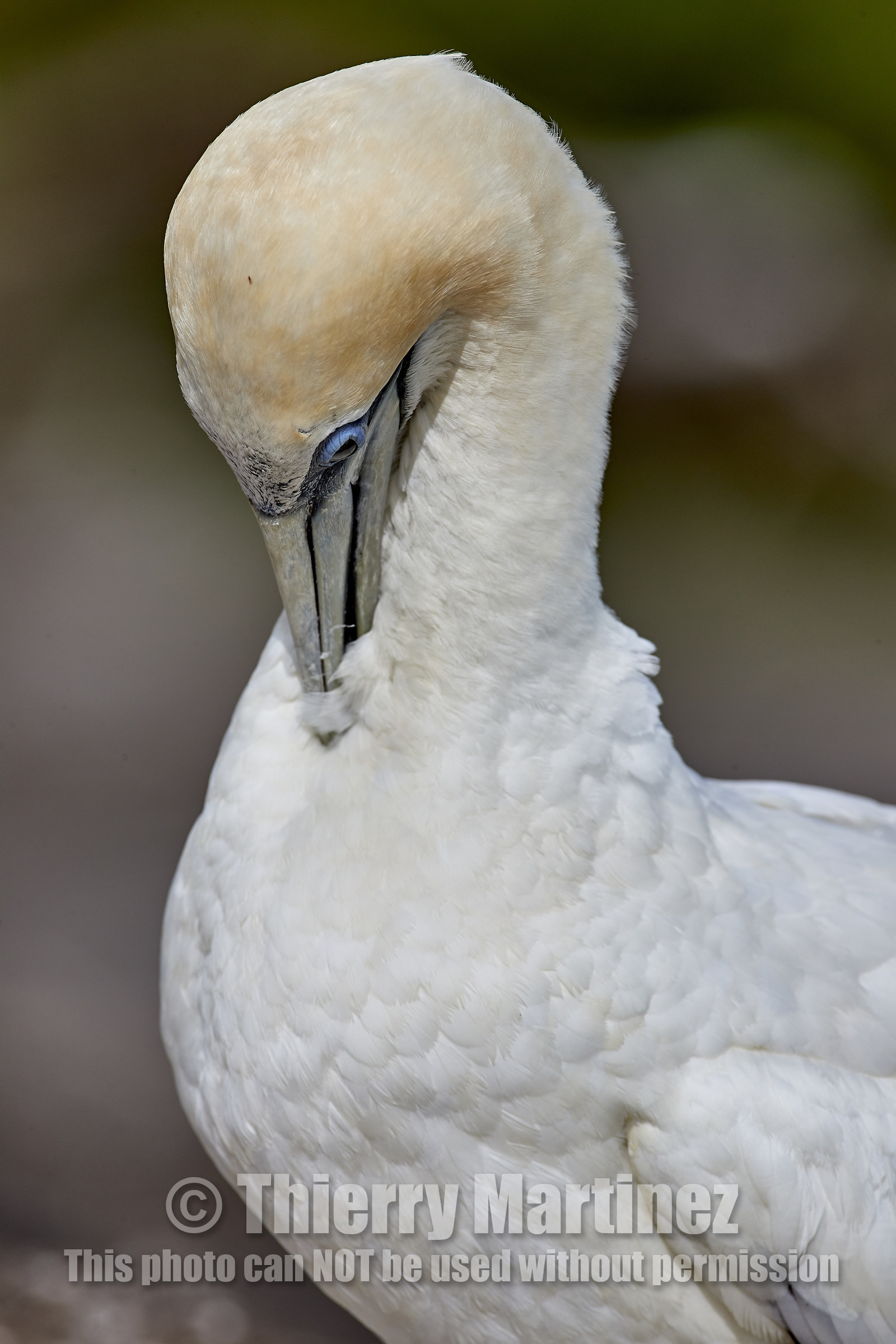 18_029625  ©ThMartinez Sea&Co.  MURIWAI BEACH - NORTH ISLAND. NEW ZEALAND . 11 March  2018. .Gannet ..