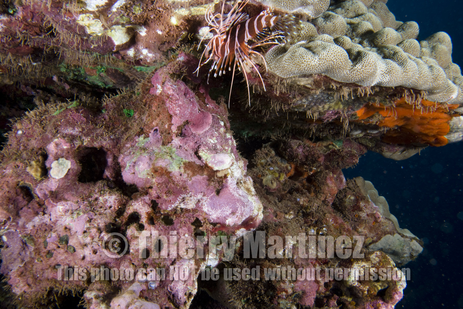 Diving in Maui - Hawaii.