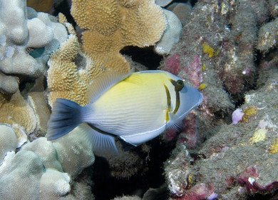 Diving in Maui HAWAII - USA . Jan 2007.