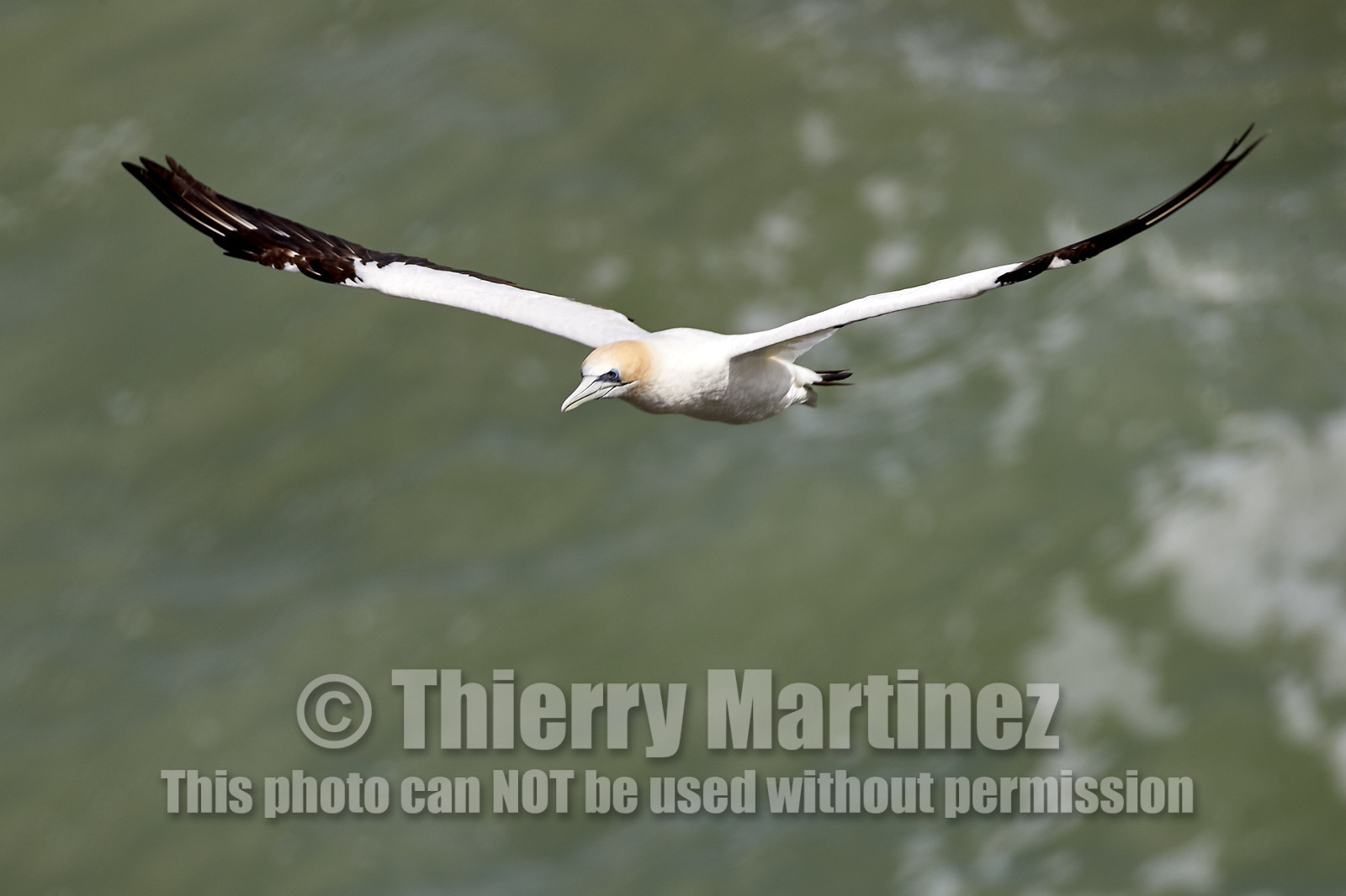 18_030450  ©ThMartinez Sea&Co.  MURIWAI BEACH - NORTH ISLAND. NEW ZEALAND . 11 March  2018. .Gannet ..